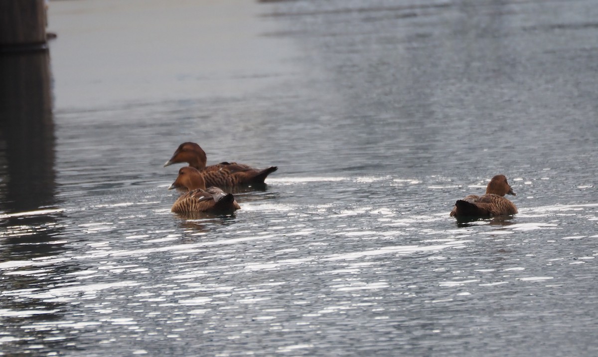 Eider à duvet (dresseri) - ML646227221