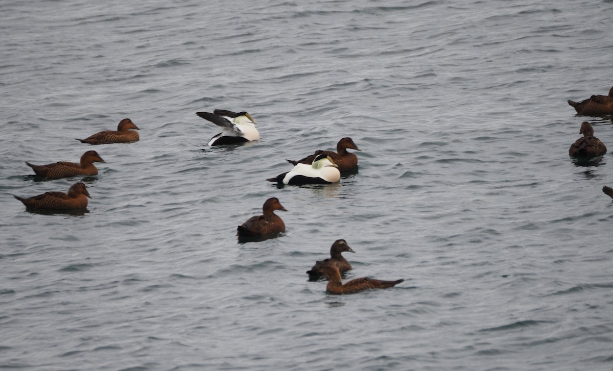 Eider à duvet (dresseri) - ML646227222