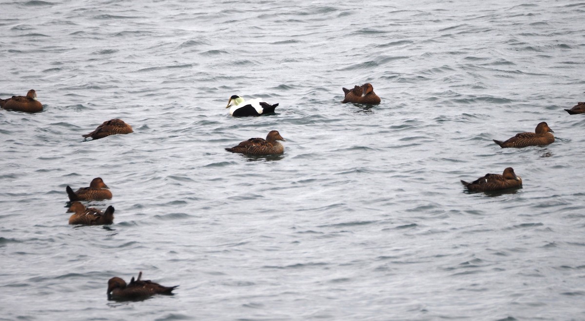 Eider à duvet (dresseri) - ML646227223