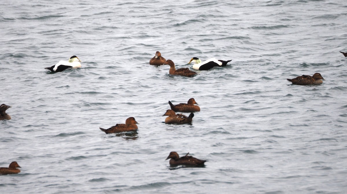 Eider à duvet (dresseri) - ML646227224