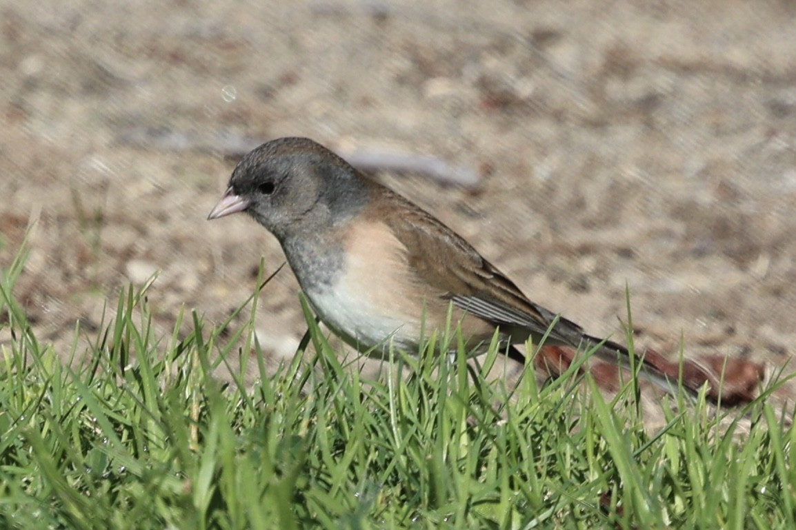 Junco ardoisé (groupe oreganus) - ML646227225