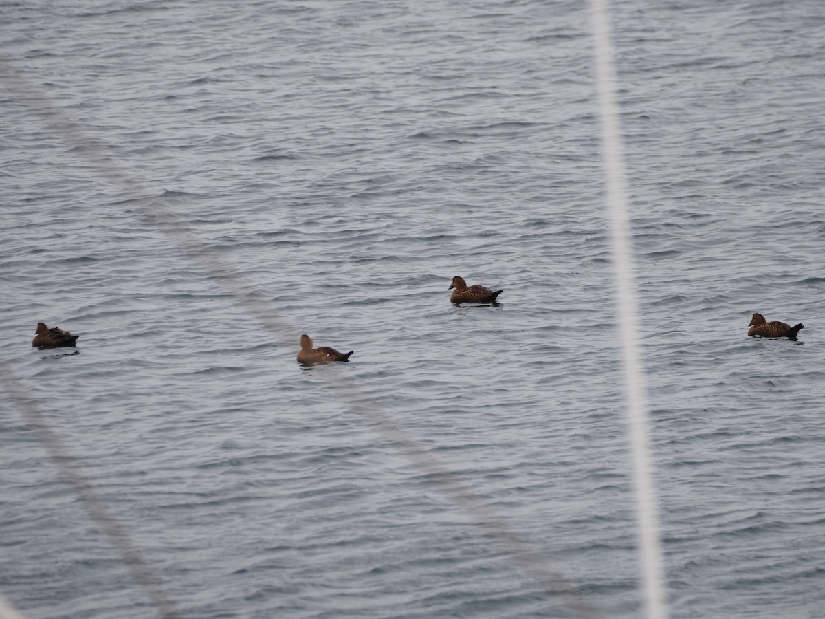 Eider à duvet (dresseri) - ML646227226