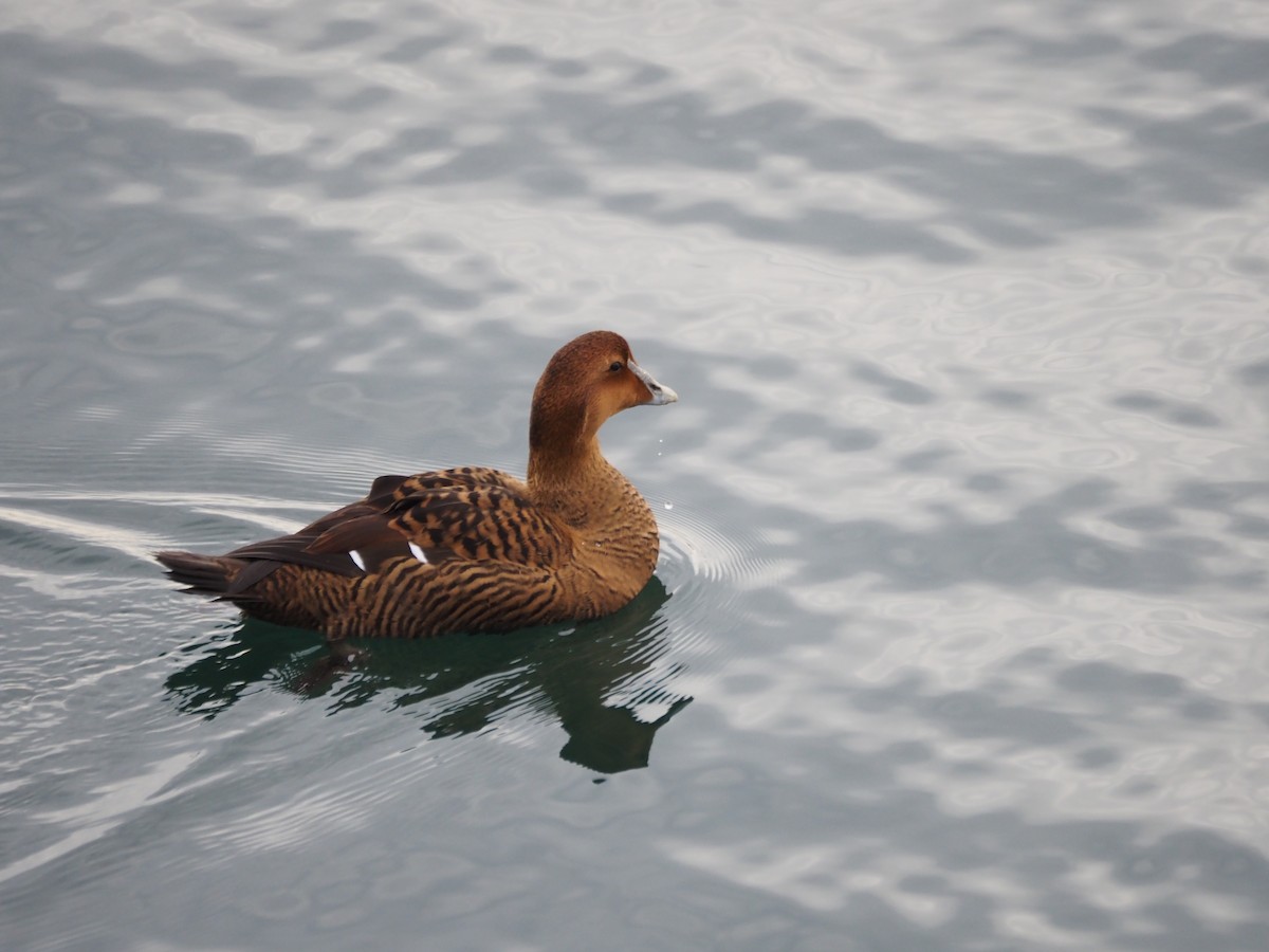 Eider à duvet (dresseri) - ML646227227