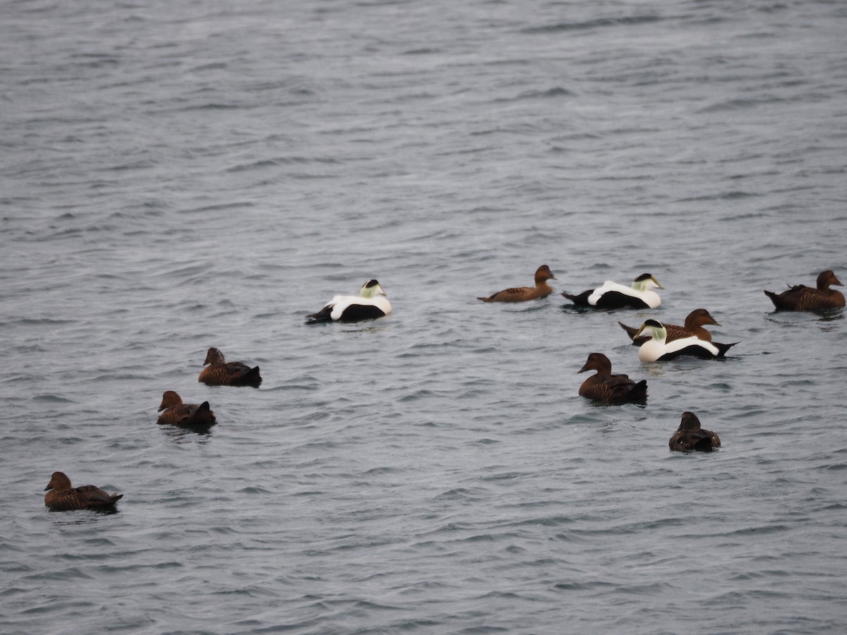 Eider à duvet (dresseri) - ML646227228