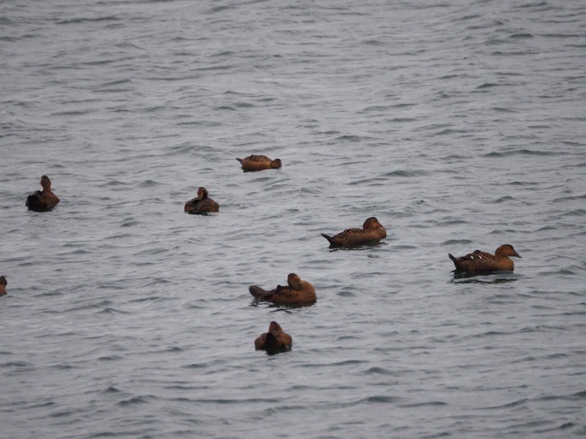 Eider à duvet (dresseri) - ML646227229