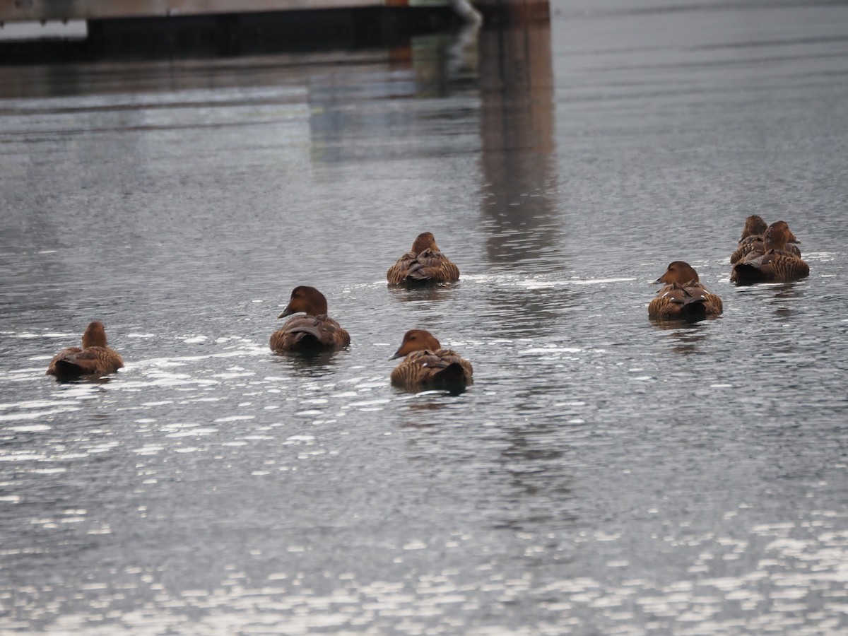 Eider à duvet (dresseri) - ML646227230