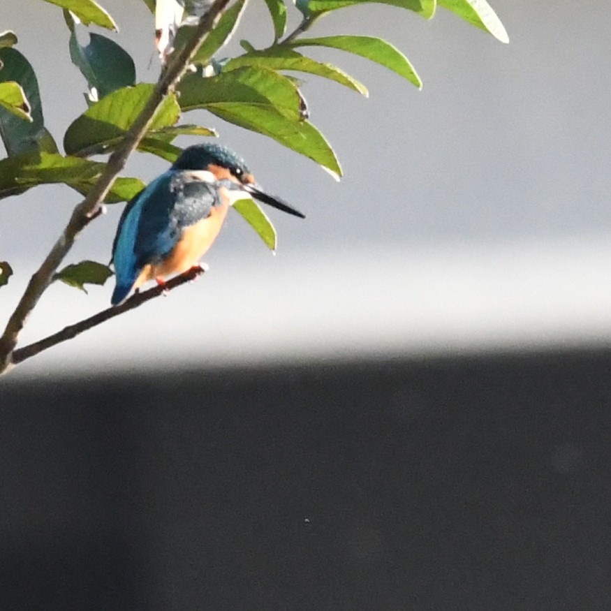 Martin-pêcheur d'Europe - ML646227231