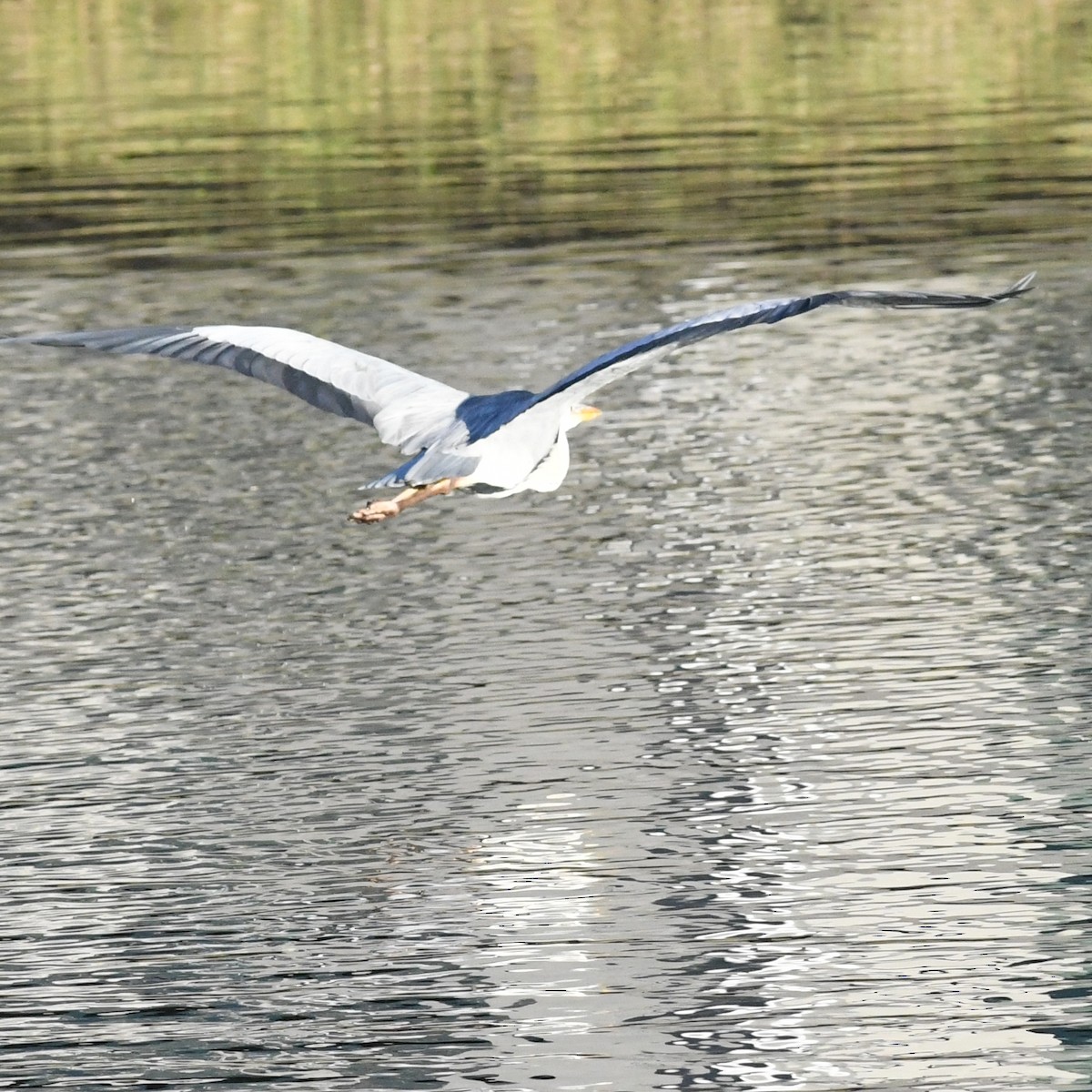 Héron cendré - ML646227232