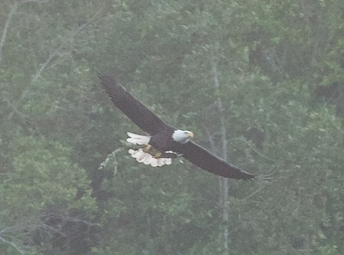 Pygargue à tête blanche - ML646227233
