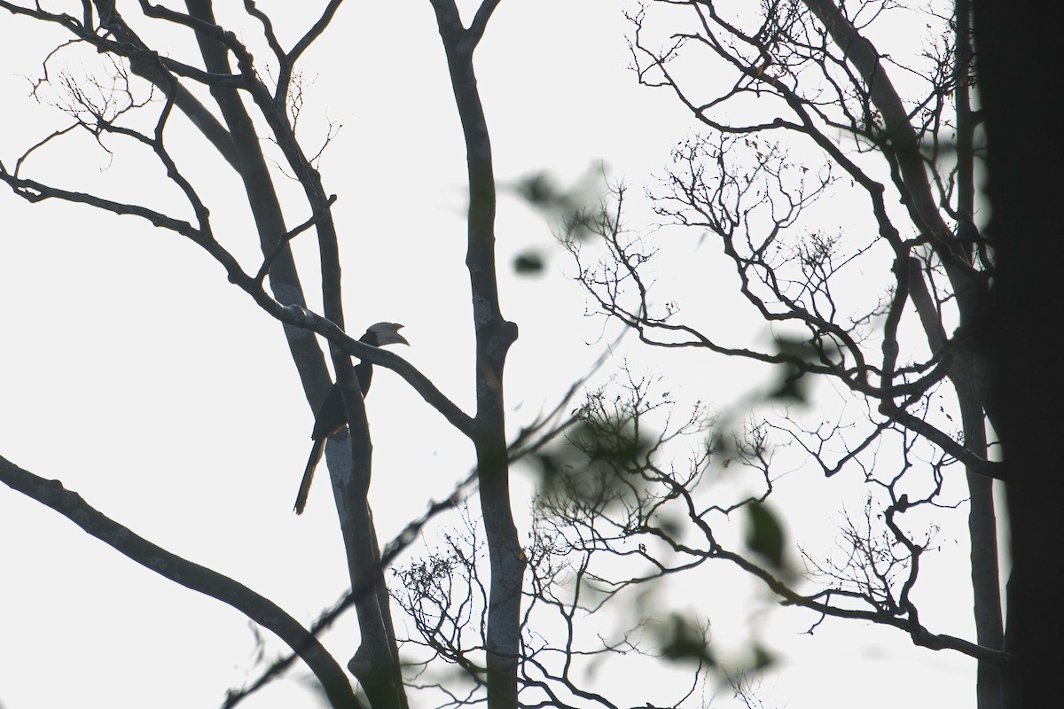 Calao charbonnier - ML646227234