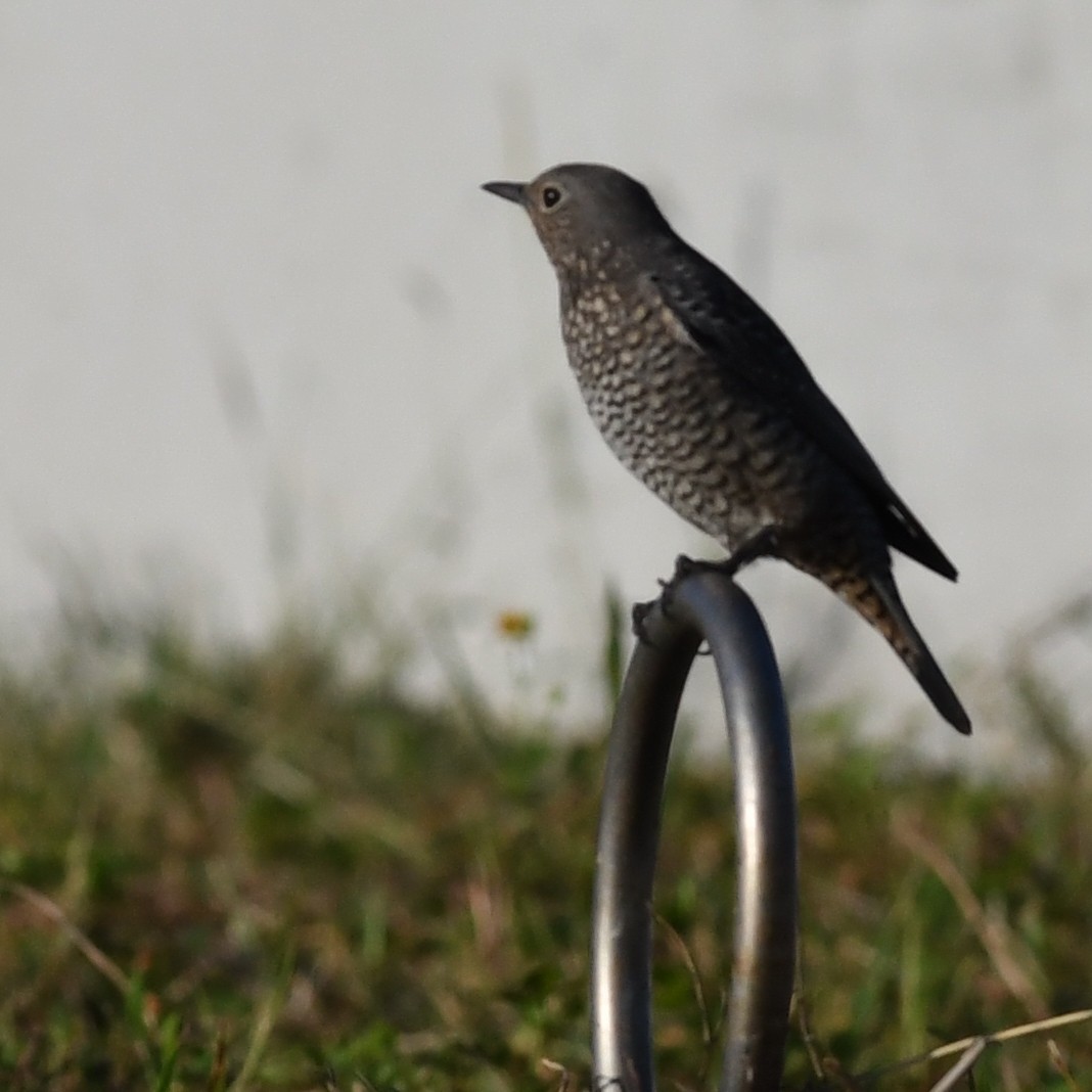 Monticole bleu - ML646227235