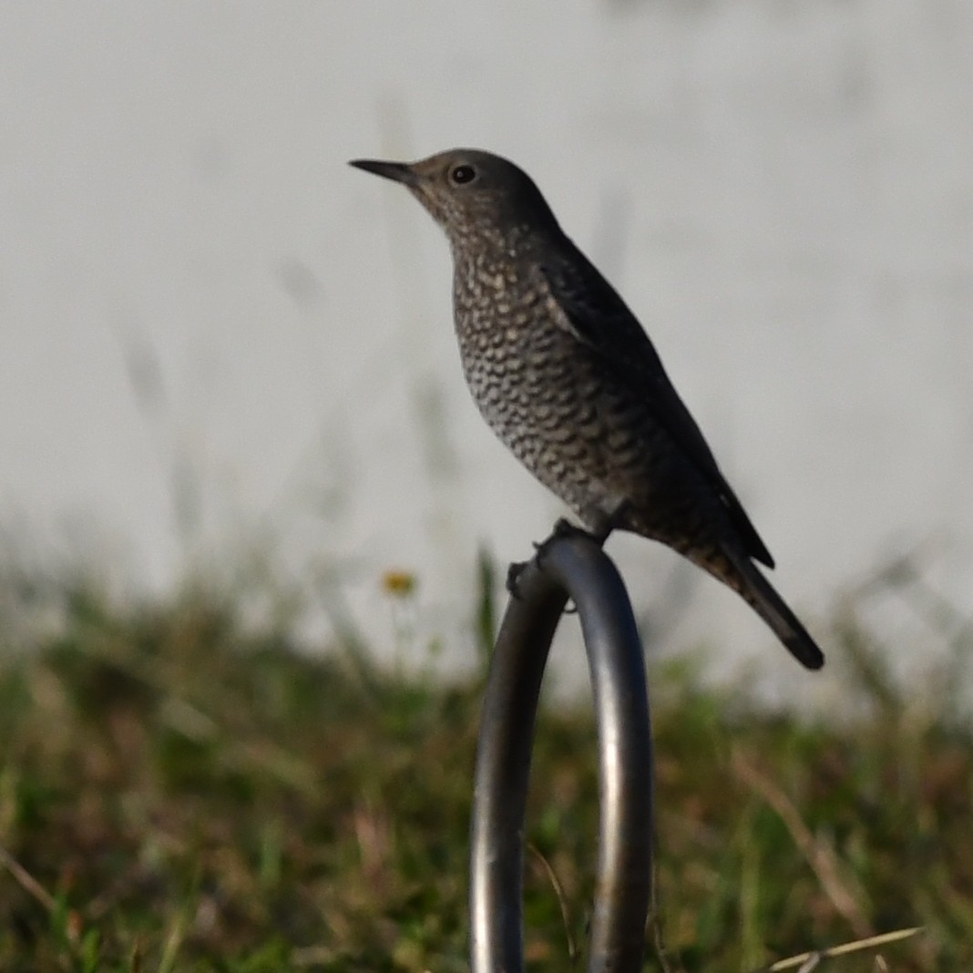 Monticole bleu - ML646227236