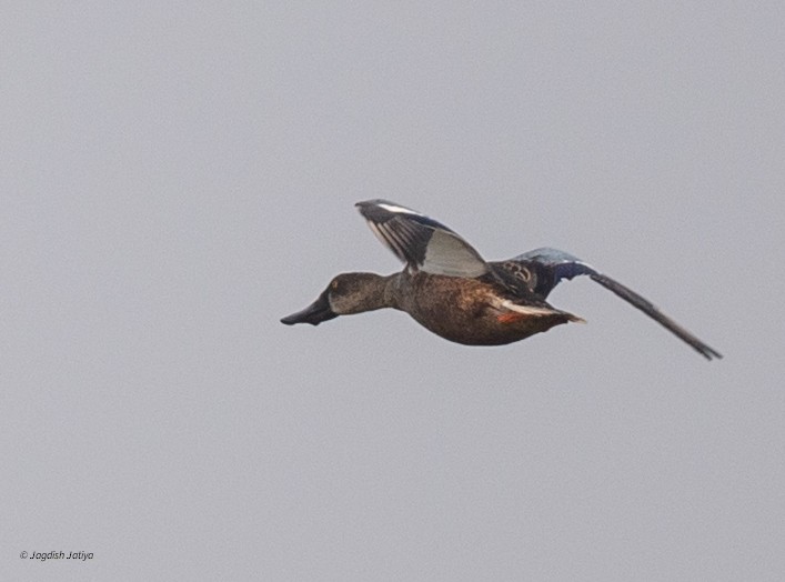 Canard souchet - ML646227237