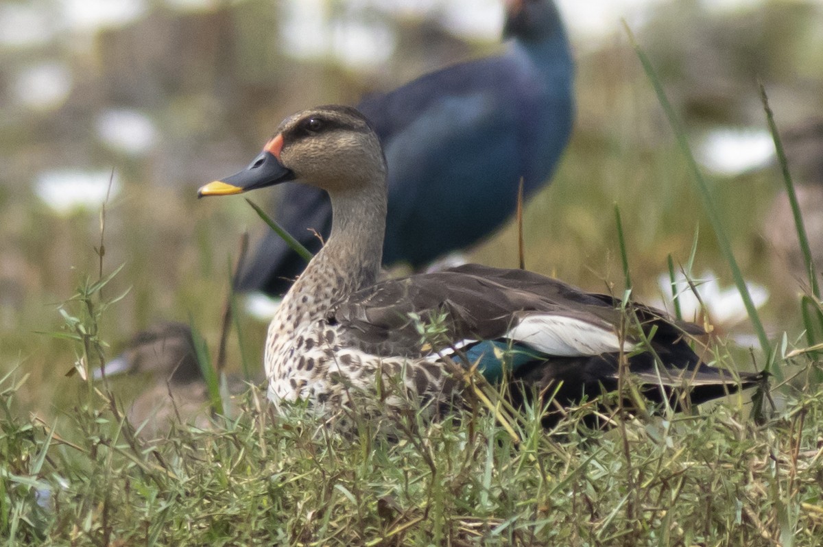 Canard à bec tacheté - ML646227238