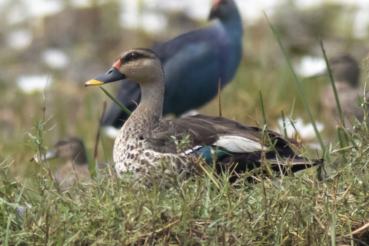 Canard à bec tacheté - ML646227239