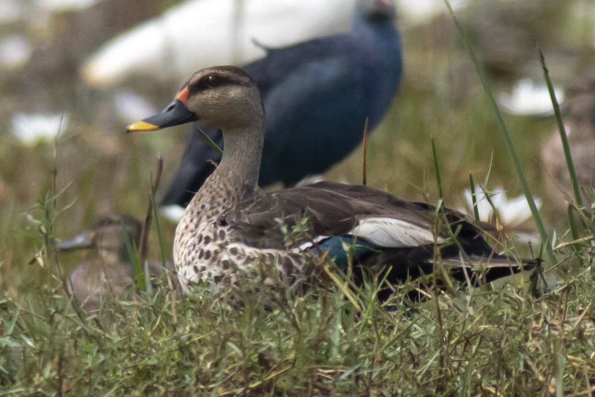 Canard à bec tacheté - ML646227240