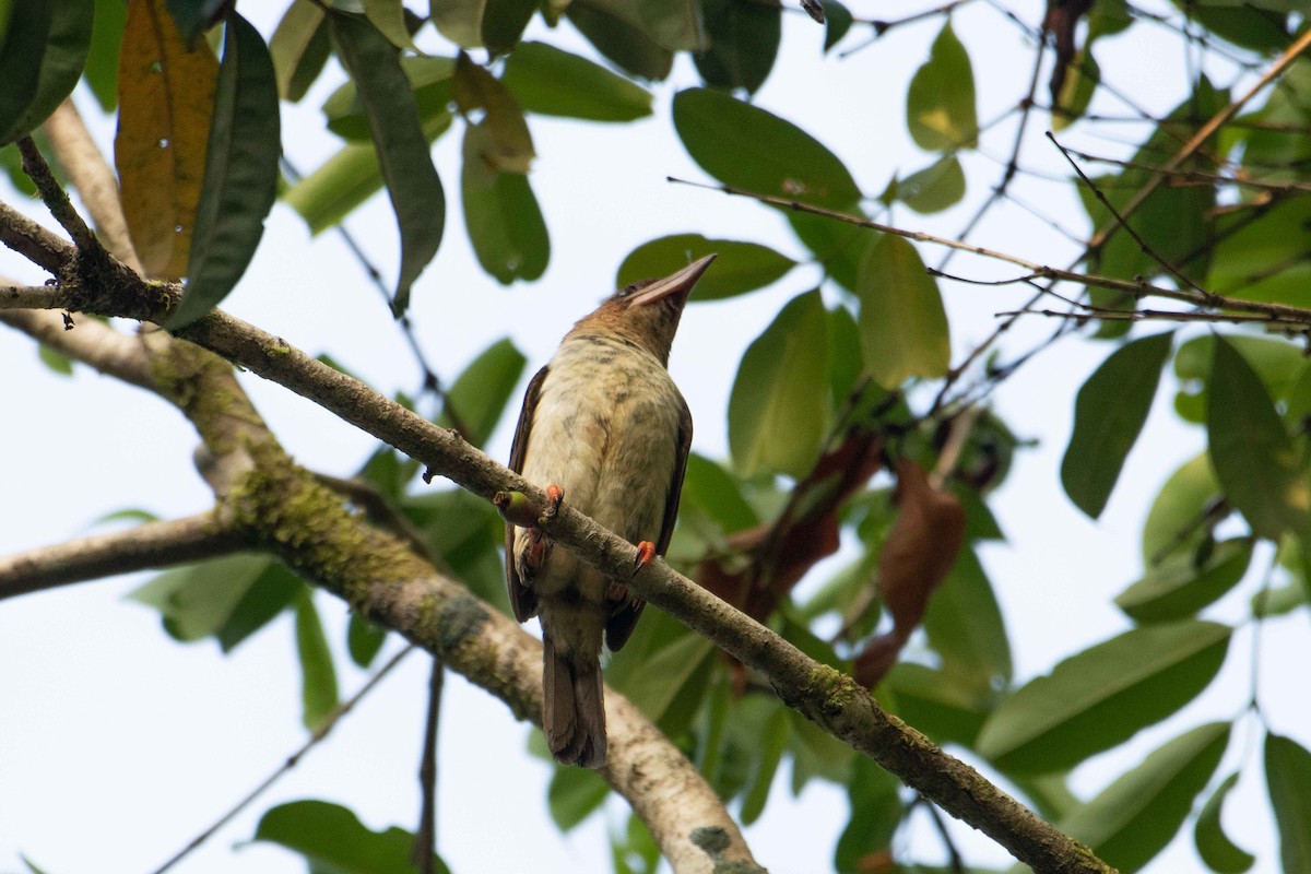 Barbu de Hay - ML646227242