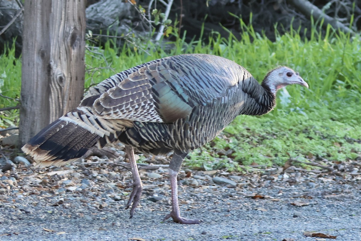 Wild Turkey - ML646227243