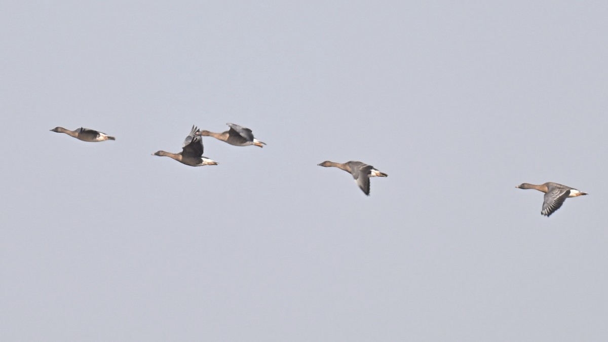 Oie de la toundra - ML646227244