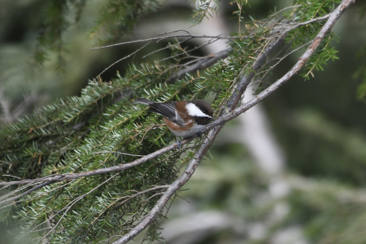 Chestnut-backed Chickadee - ML646227245
