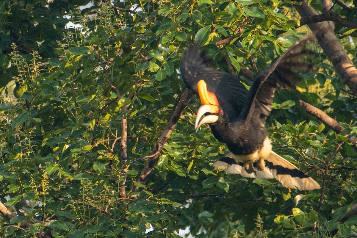 Rhinoceros Hornbill - ML646227247