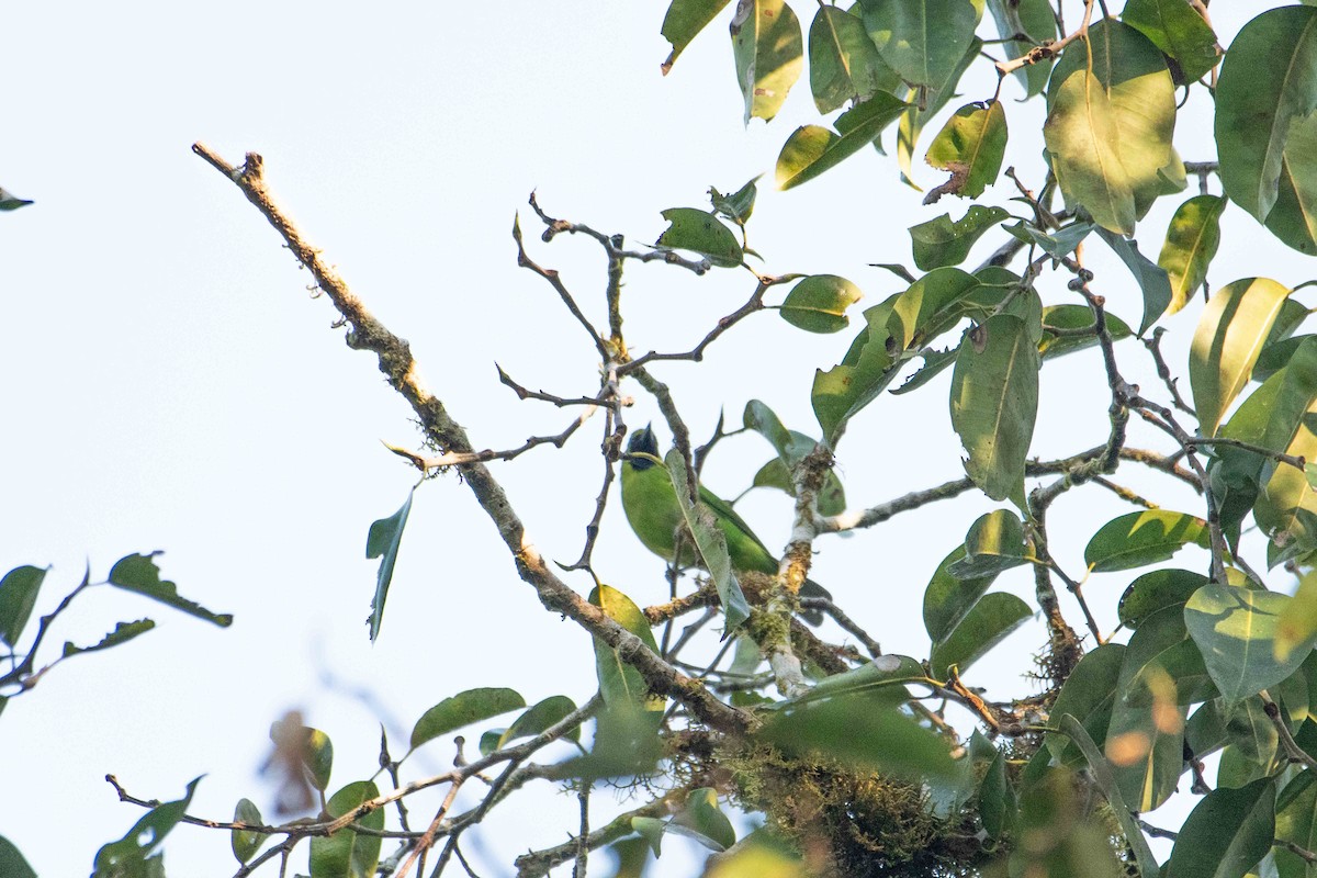 Greater Green Leafbird - ML646227250