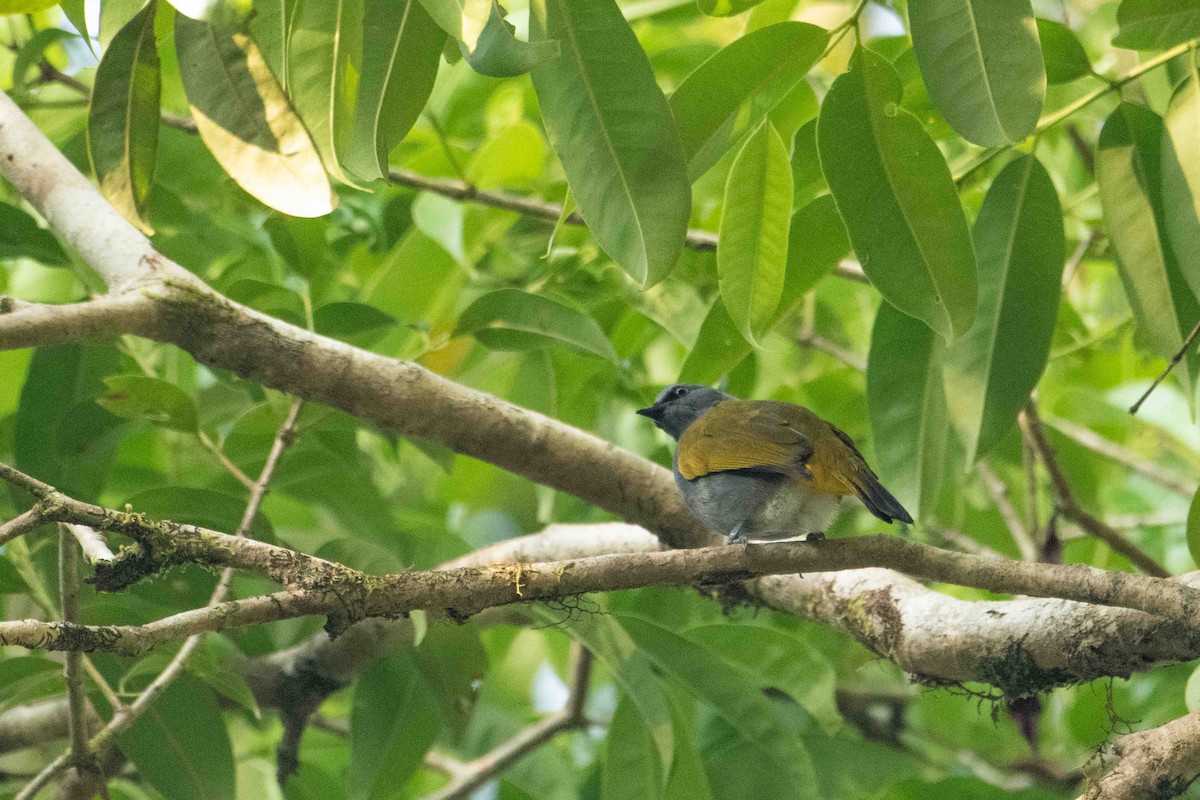Bulbul Ventrigrís - ML646227256