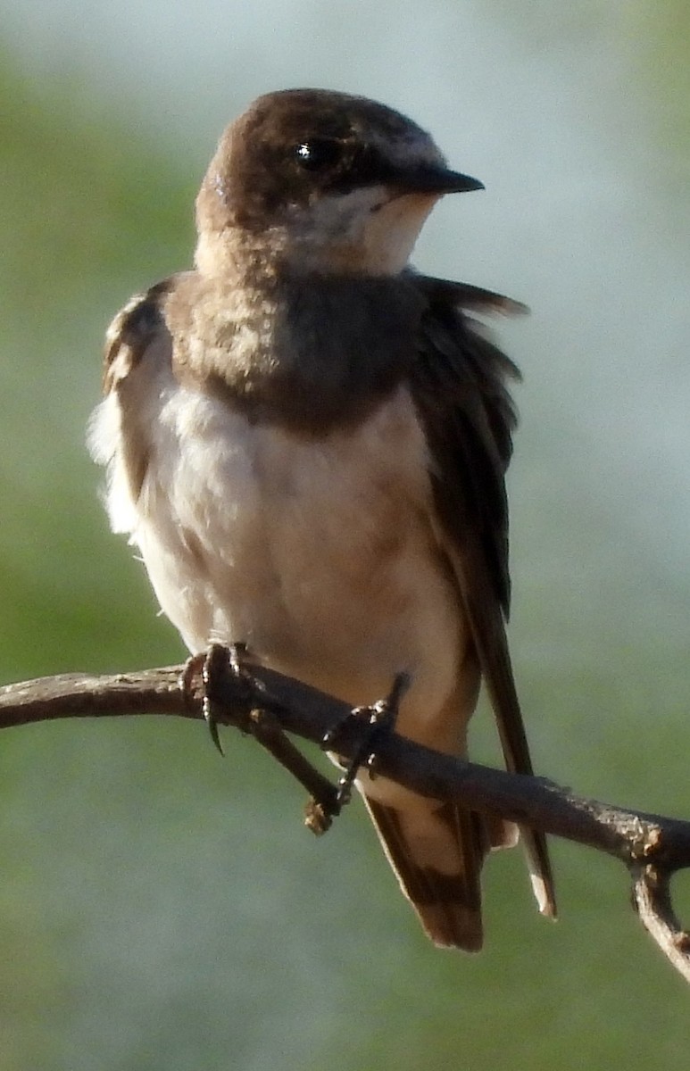 Uhalde-enara arrunta - ML646227258