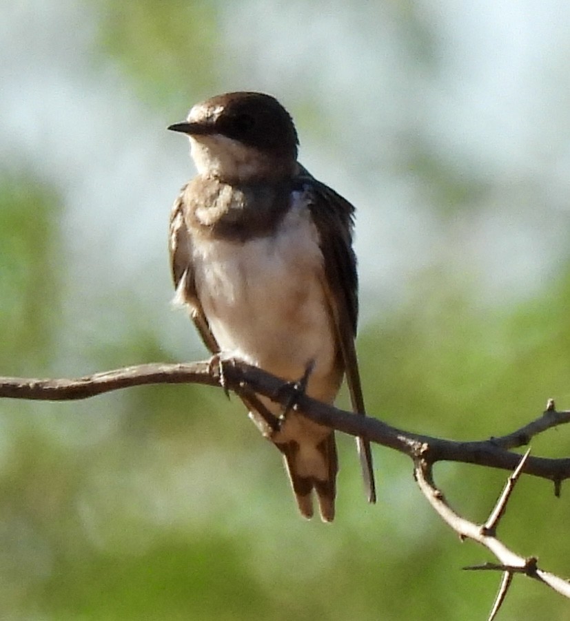 Uhalde-enara arrunta - ML646227259