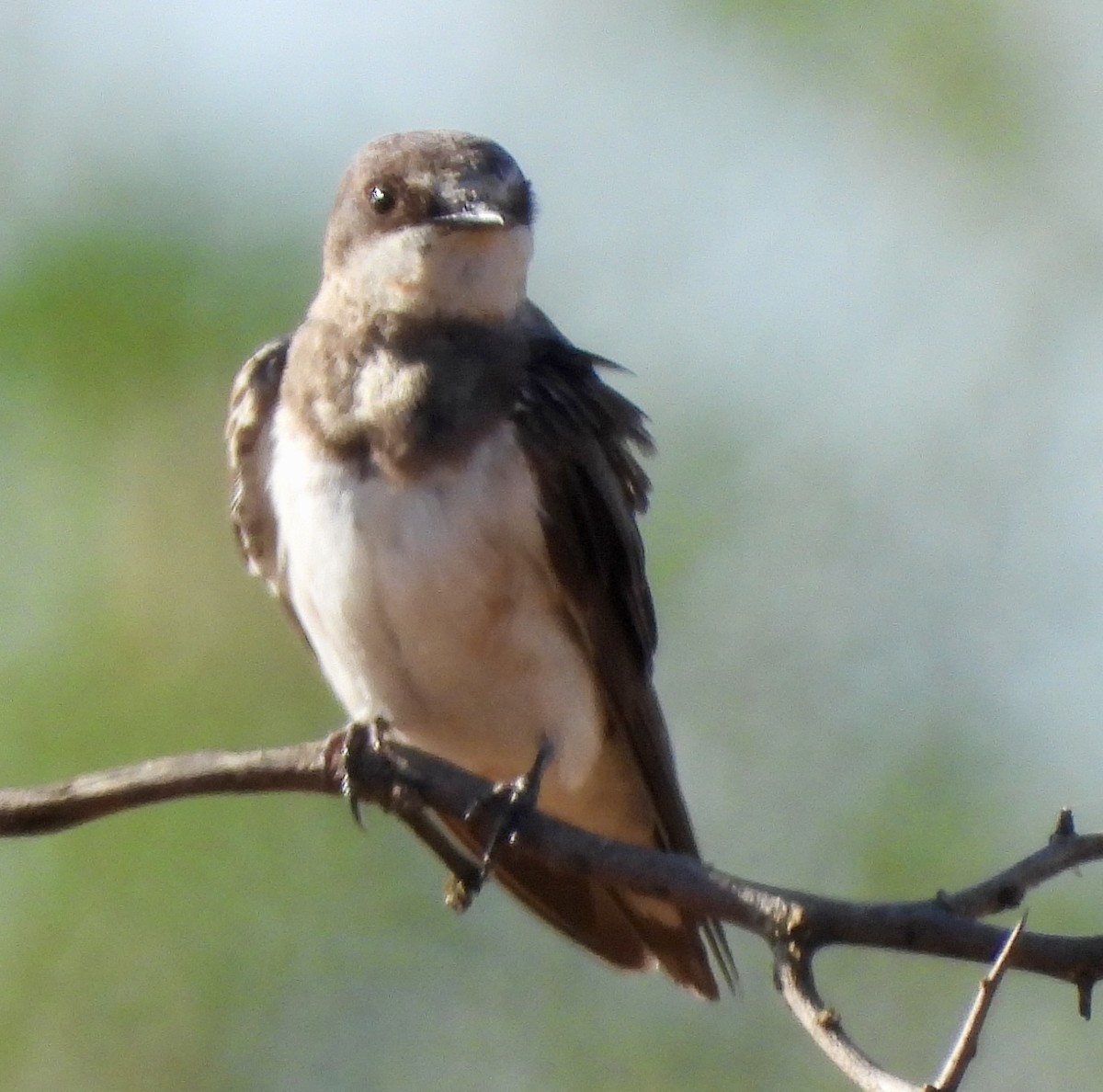 Uhalde-enara arrunta - ML646227260