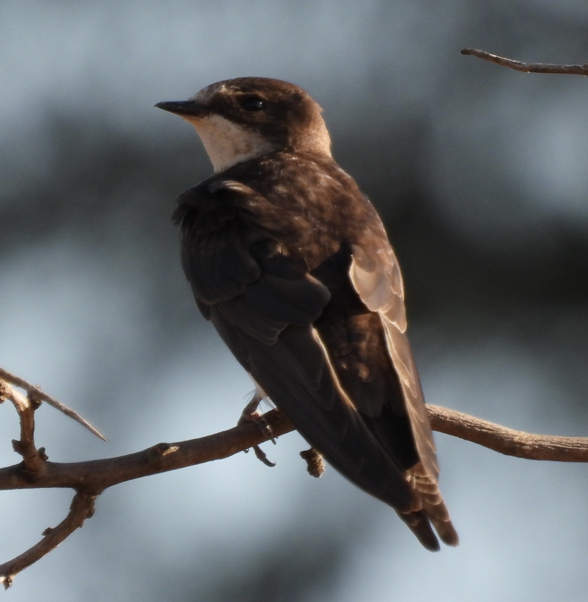 Uhalde-enara arrunta - ML646227261