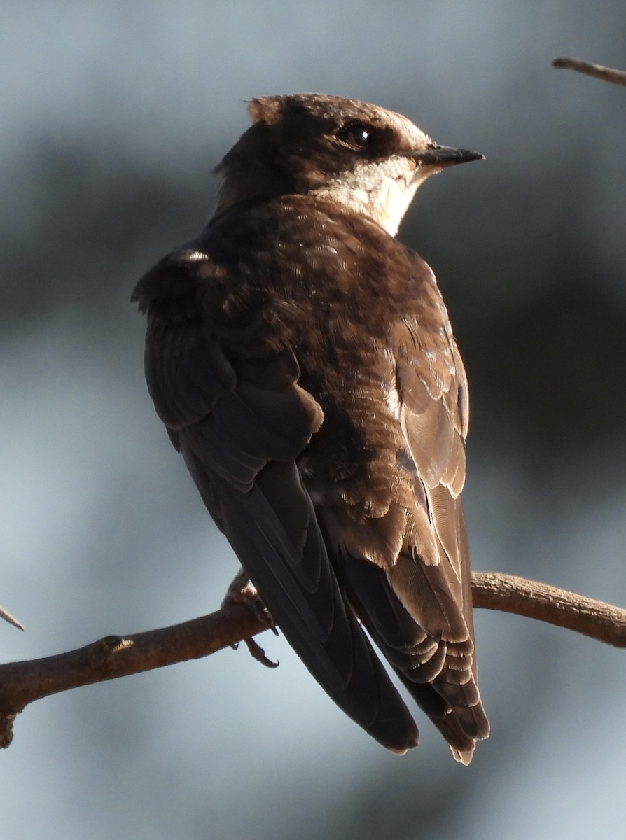 Uhalde-enara arrunta - ML646227262