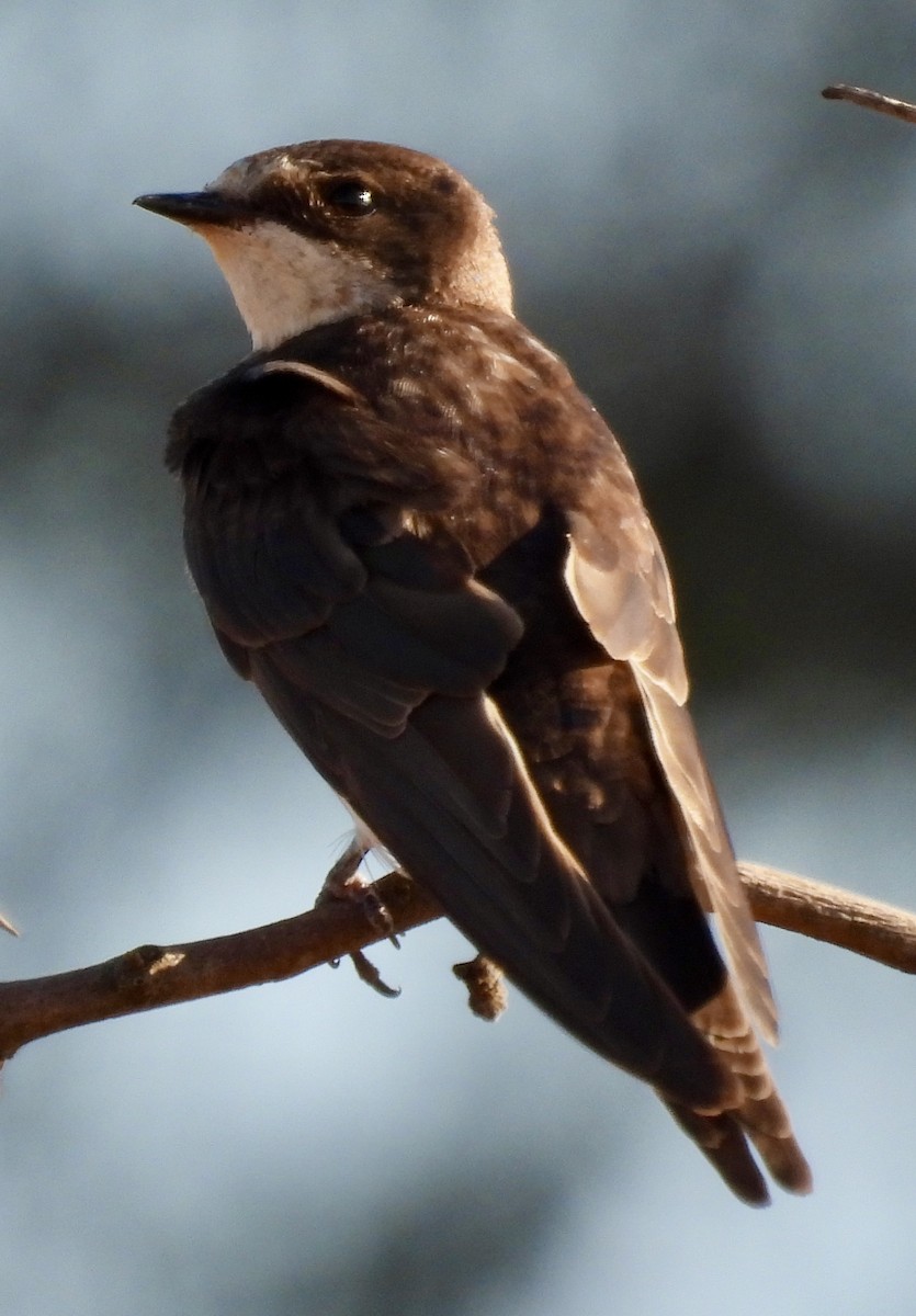 Uhalde-enara arrunta - ML646227263