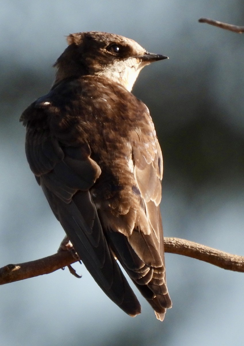 Uhalde-enara arrunta - ML646227264