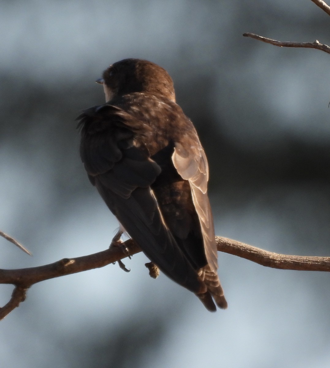 Uhalde-enara arrunta - ML646227265