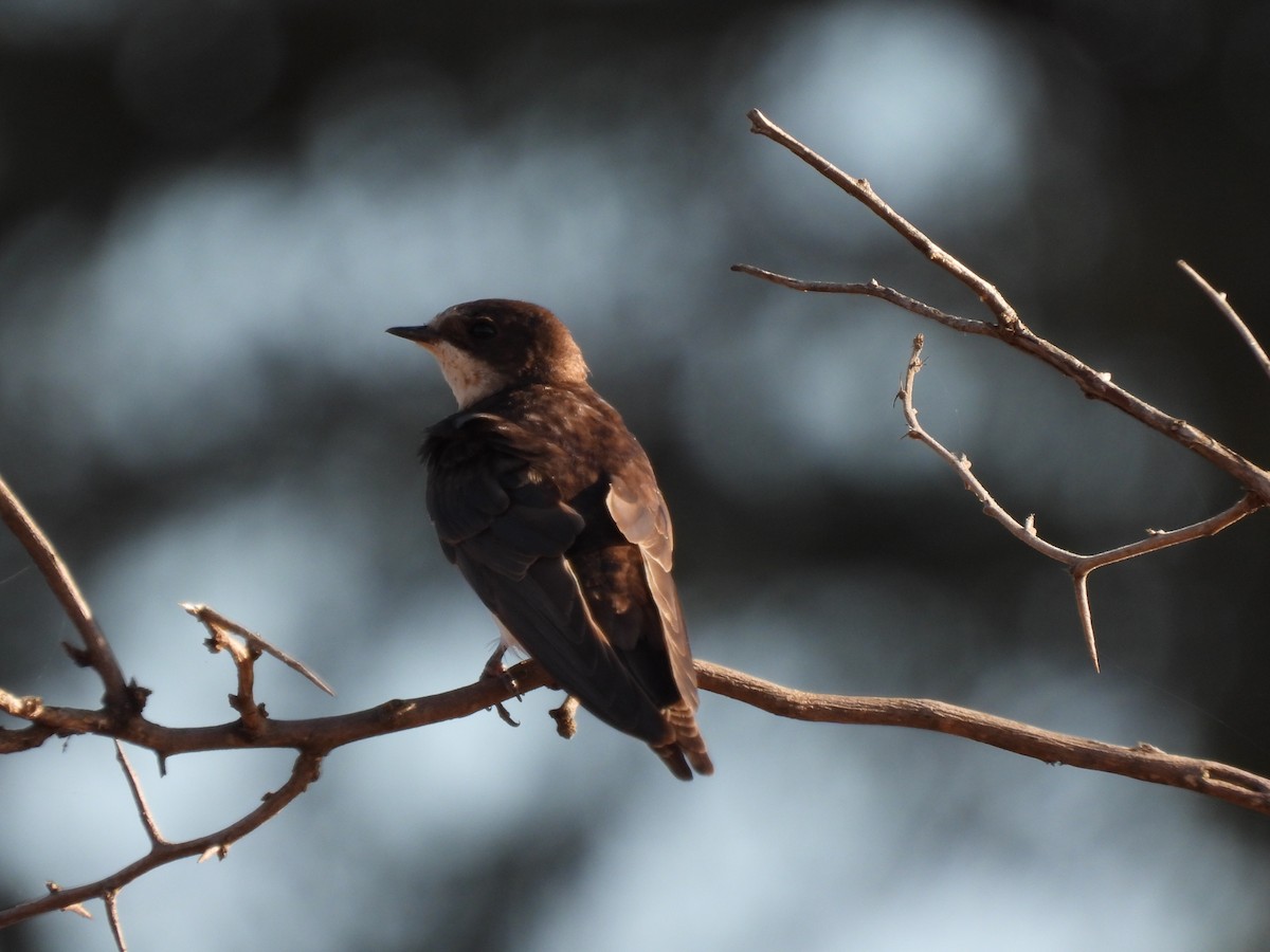 Uhalde-enara arrunta - ML646227266