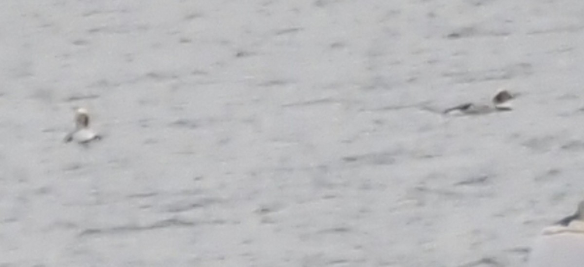 Izotz-ahatea - ML646227267