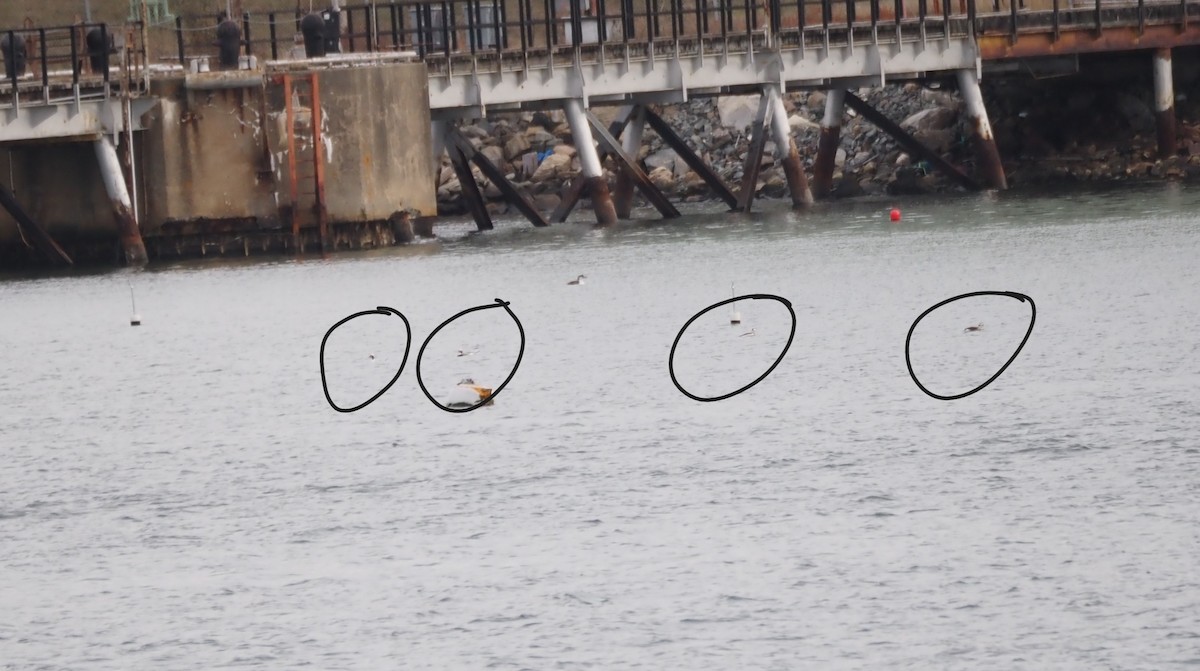 Izotz-ahatea - ML646227272