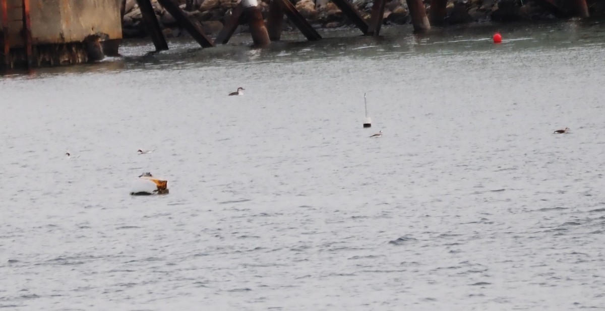 Izotz-ahatea - ML646227275