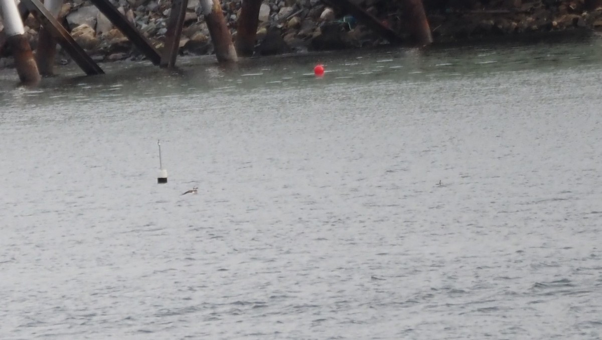 Izotz-ahatea - ML646227276