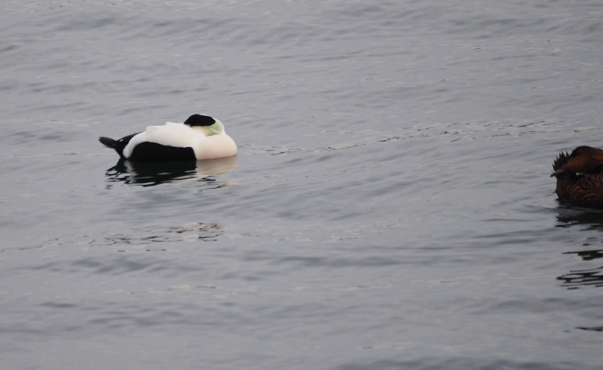 Eider arrunta (dresseri) - ML646227284