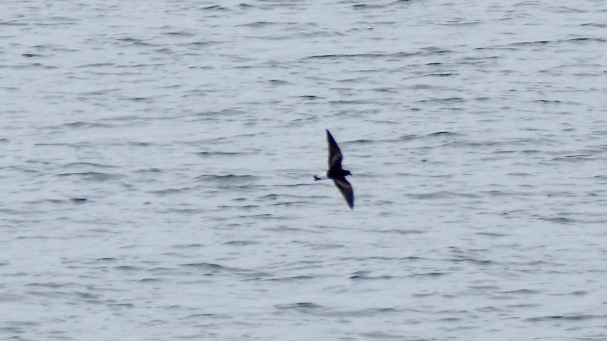 Wedge-rumped Storm-Petrel - ML646227289