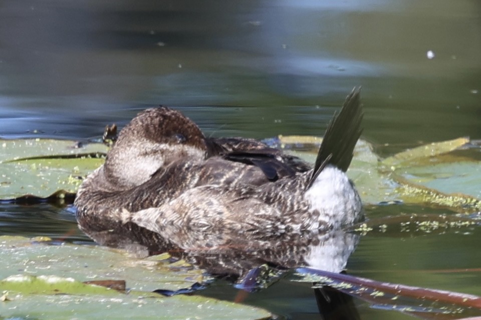 Amerika Dikkuyruğu - ML646227291