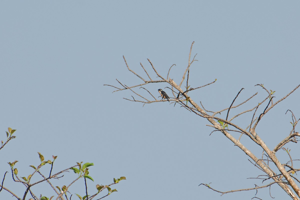 Black-thighed Falconet - ML646227296