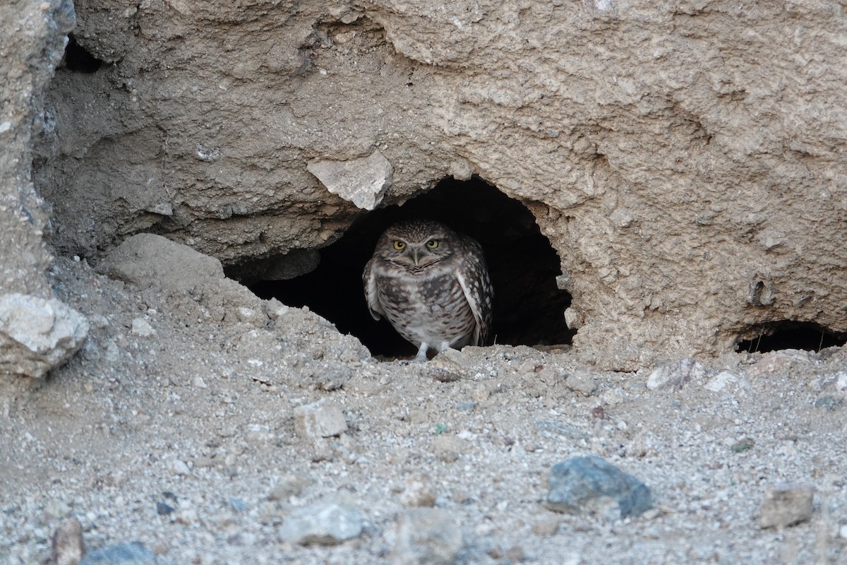 Burrowing Owl - ML646227297