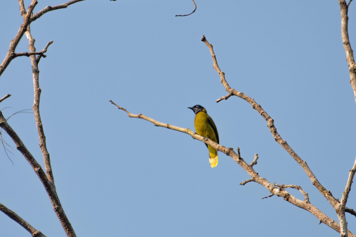 Black-headed Bulbul - ML646227303