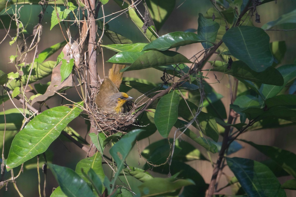 Stripe-throated Bulbul - ML646227315