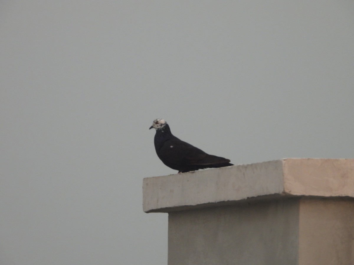 Rock Pigeon (Feral Pigeon) - ML646227318