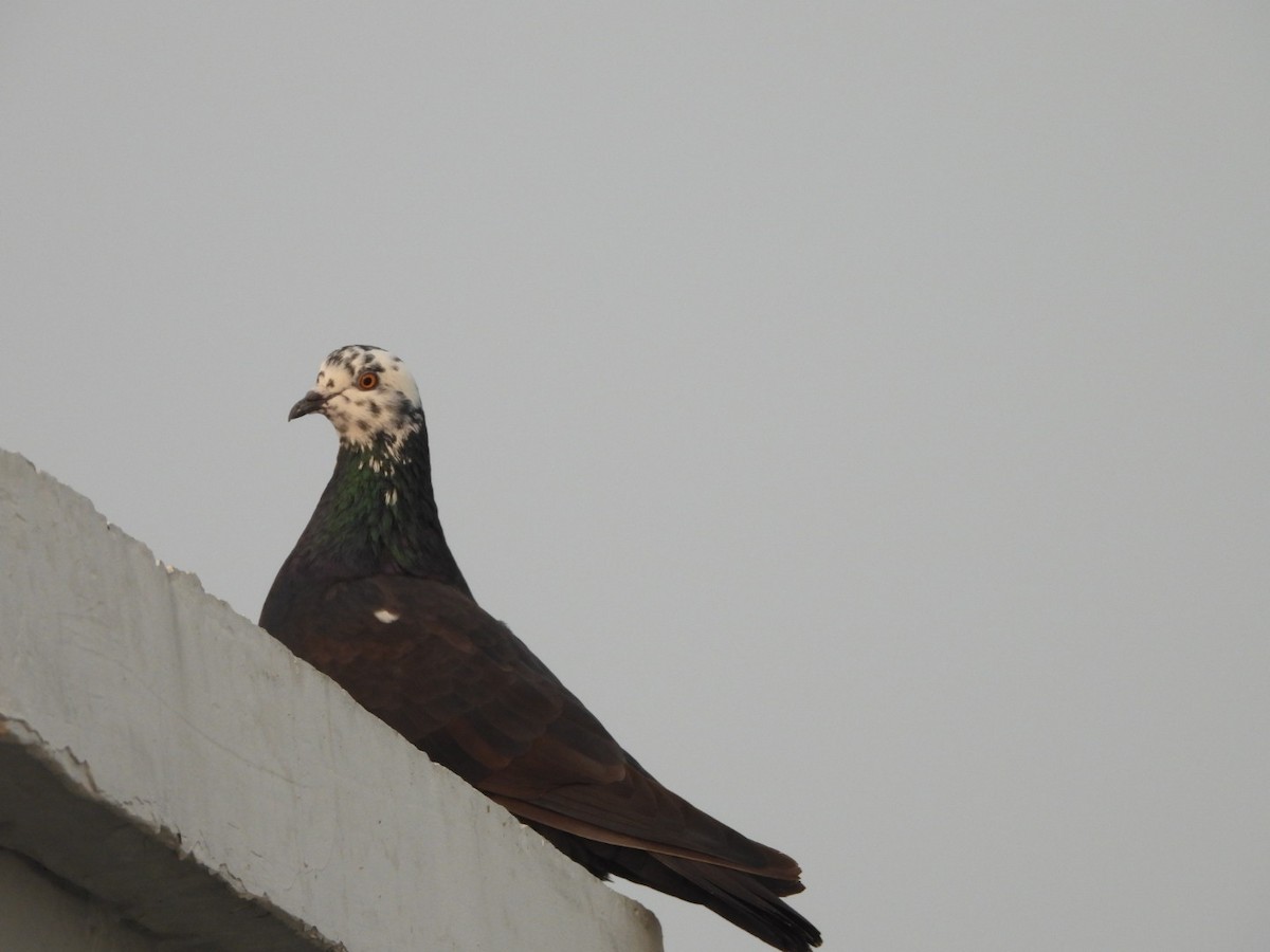 Rock Pigeon (Feral Pigeon) - ML646227319