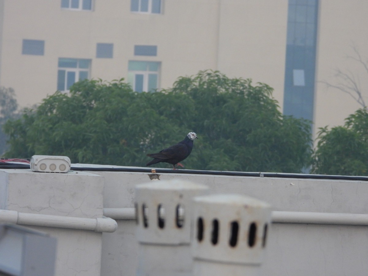 Rock Pigeon (Feral Pigeon) - ML646227320